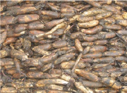 マルハ物産 栄養たっぷりレンコン