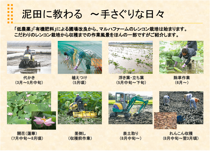 マルハ物産 れんこん栽培