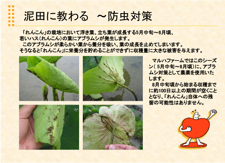 マルハ物産 れんこん栽培